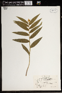 Maianthemum stellatum image