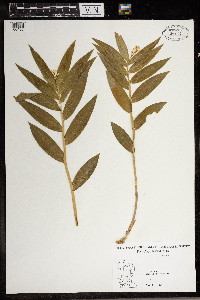 Maianthemum stellatum image