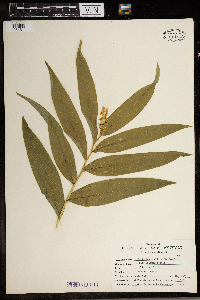 Maianthemum stellatum image