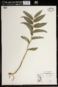 Maianthemum stellatum image