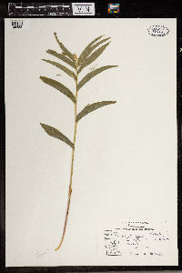 Maianthemum stellatum image