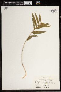 Maianthemum stellatum image