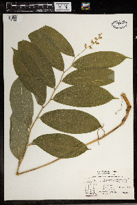 Maianthemum stellatum image