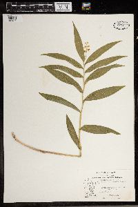 Maianthemum stellatum image