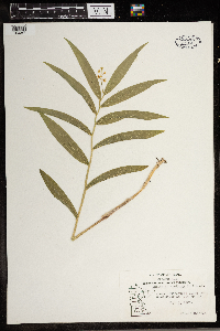 Maianthemum stellatum image