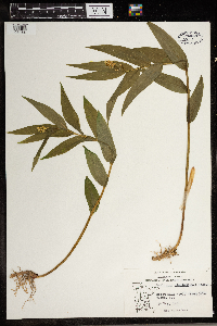 Maianthemum stellatum image