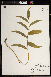 Maianthemum stellatum image