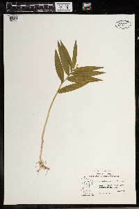 Maianthemum stellatum image