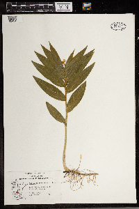 Maianthemum stellatum image