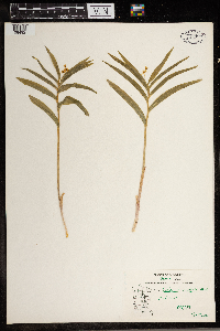 Maianthemum stellatum image