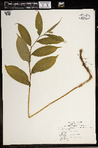 Maianthemum stellatum image