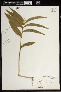 Maianthemum stellatum image