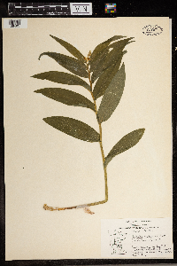 Maianthemum stellatum image