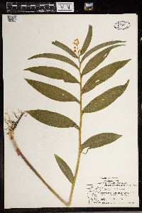 Maianthemum stellatum image