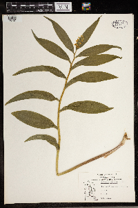 Maianthemum stellatum image