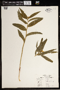 Maianthemum stellatum image