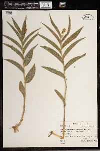 Maianthemum stellatum image