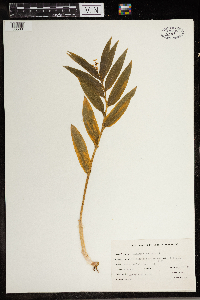 Maianthemum stellatum image