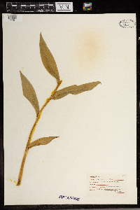 Maianthemum stellatum image