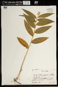 Maianthemum stellatum image