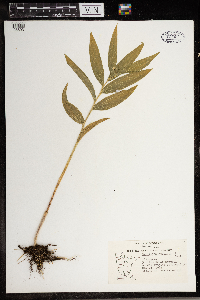 Maianthemum stellatum image