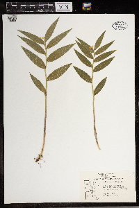 Maianthemum stellatum image