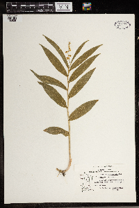 Maianthemum stellatum image
