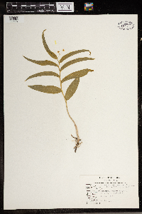 Maianthemum stellatum image