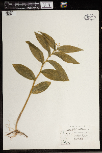Maianthemum stellatum image