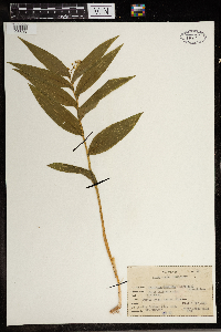 Maianthemum stellatum image