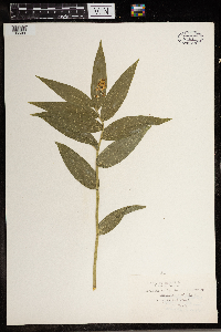 Maianthemum stellatum image