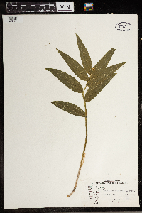 Maianthemum stellatum image