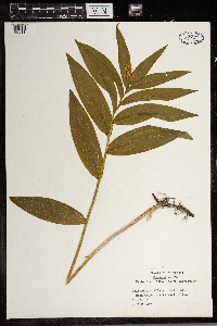 Maianthemum stellatum image