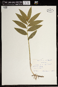 Maianthemum stellatum image