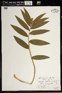 Maianthemum stellatum image