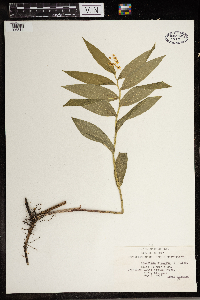 Maianthemum stellatum image