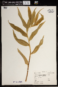 Maianthemum stellatum image