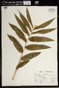 Maianthemum stellatum image