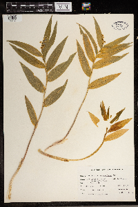 Maianthemum stellatum image