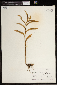 Maianthemum stellatum image