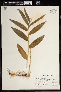 Maianthemum stellatum image