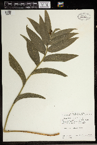 Maianthemum stellatum image