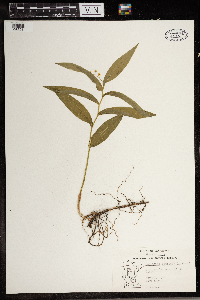 Maianthemum stellatum image