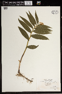 Maianthemum stellatum image