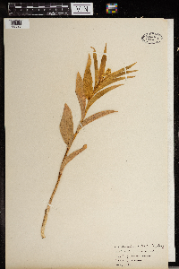 Maianthemum stellatum image