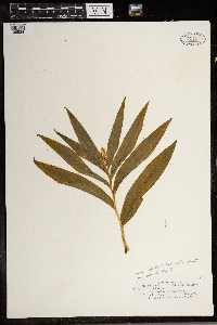 Maianthemum stellatum image