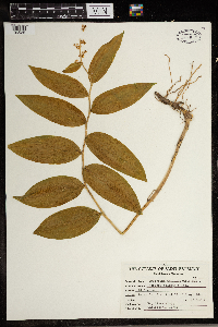 Maianthemum racemosum image