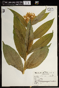 Maianthemum racemosum image