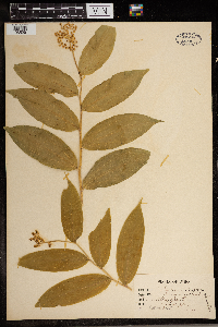 Maianthemum racemosum image