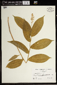 Maianthemum racemosum image